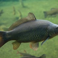 Karp4